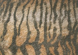 Подови плочки Cavallino Tiger
